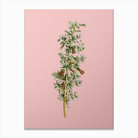 Vintage Kraal Honey Thorn Botanical on Soft Pink n.0573 Canvas Print