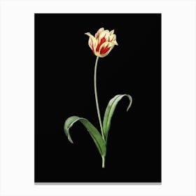 Vintage Didier's Tulip Botanical Illustration on Solid Black n.0835 Canvas Print