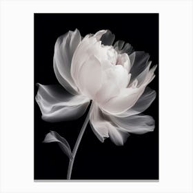 Floral Art 0014 X Ray 0008 X Ray Blumen 0020 Bp6586 Minimalist Soft Bright X Ray Scandinavian Minimalist P 883514ec C3 Canvas Print