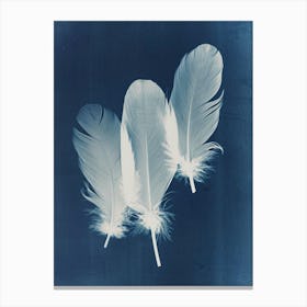 Feathers Canvas Print