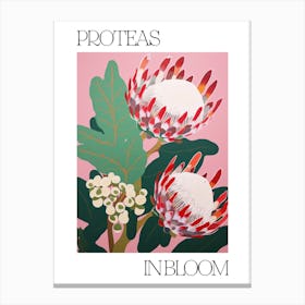 Proteas In Bloom Flowers Bold Illustration 1 Canvas Print