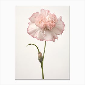 Pressed Flower Botanical Art Carnation Dianthus Canvas Print