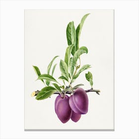 Plums 1 Canvas Print