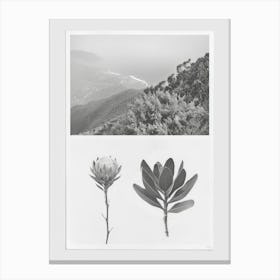 Protea Flower Photo Collage 1 Canvas Print