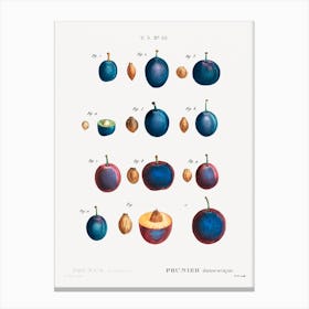 Plum, Pierre Joseph Redoute 1 Canvas Print