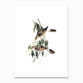 Vintage Luteous Honeyeater Bird Illustration on Pure White n.0407 Canvas Print