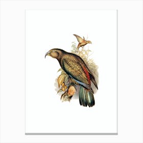 Vintage Kea Parrot Bird Illustration on Pure White n.0031 Canvas Print