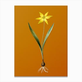 Vintage Tulipa Celsiana Botanical on Sunset Orange n.0636 Canvas Print