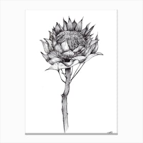 Black and White South African Protea Canvas Print