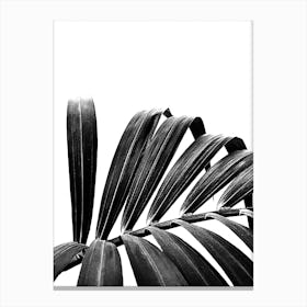 Palm Leaf 03 Canvas Print