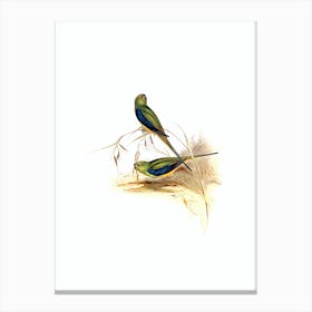 Vintage Blue Banded Grass Parakeet Bird Illustration on Pure White n.0382 Canvas Print
