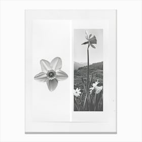 Daffodil Flower Photo Collage 1 Canvas Print