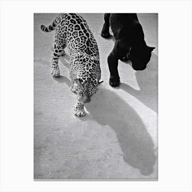 Cheetah And Jaguar Walking Canvas Print