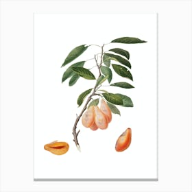 Vintage Plum Botanical Illustration on Pure White n.0456 Canvas Print