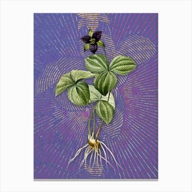 Vintage Trillium Rhomboideum Botanical Illustration on Veri Peri n.0099 Canvas Print