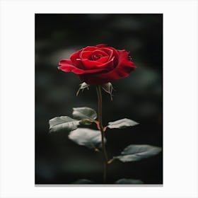 Red Rose 48 Canvas Print