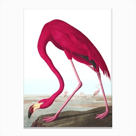 American Flamingo II Canvas Print