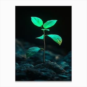 Small Green Plant Growing On A Rock Canvas Print