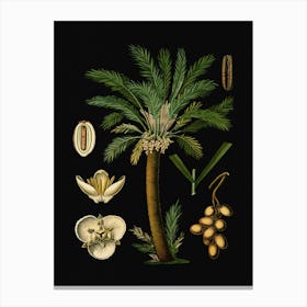 Vintage Bollmann 2 Dattelpalme Canvas Print