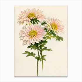 Chrysanthemums Vintage Flowers Flower Canvas Print