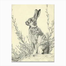 Silver Fox Rabbit Drawing 3 Canvas Print