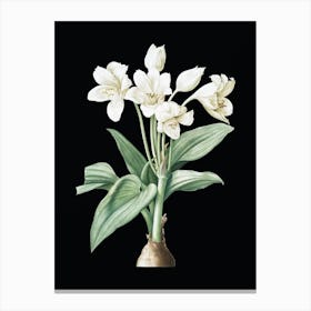 Vintage Crinum Giganteum Botanical Illustration on Solid Black n.0585 Canvas Print