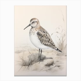 Vintage Bird Drawing Dunlin 1 Canvas Print