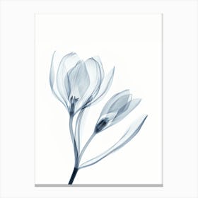 Tulip 1 Canvas Print