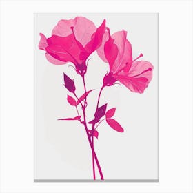 Hot Pink Bougainvillea 1 Canvas Print