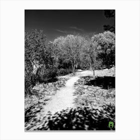 Black And White Forest 2023032914454rt1pub Canvas Print