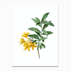 Vintage Yellow Azalea Botanical Illustration on Pure White n.0077 Canvas Print