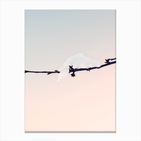 Snow On A Branch In A Pink Sky Canvas Print