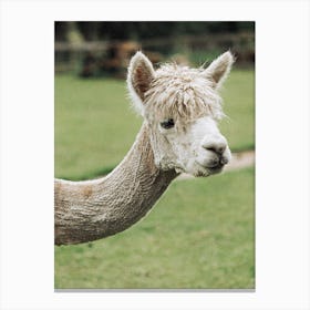 Alpaca Canvas Print