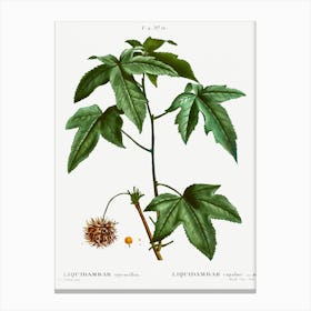 Sweetgum, Pierre Joseph Redoute Canvas Print