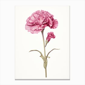 Carnations Flower Vintage Botanical 3 Canvas Print