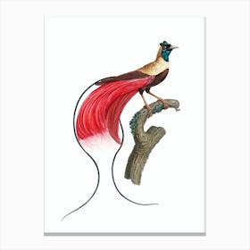Vintage Red Bird Of Paradise Bird Illustration on Pure White Canvas Print