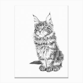 Maine Coon Cat Canvas Print