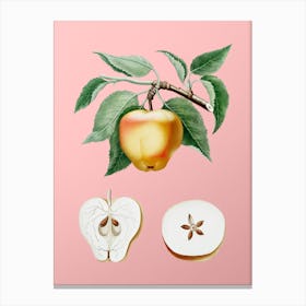 Vintage Carla Apple Botanical on Soft Pink Canvas Print
