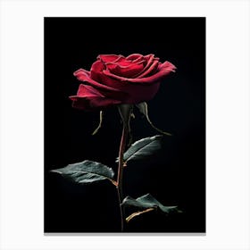 Single Red Rose On Black Background 6 Canvas Print