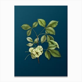 Vintage Common Hoptree Botanical Art on Teal Blue Canvas Print