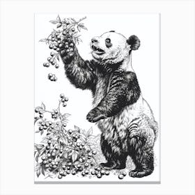 Giant Panda Standing And Reaching For Berries Ink Illustration 2 Canvas Print