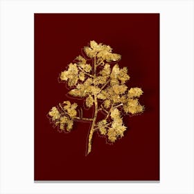 Vintage Kermes Oak Botanical in Gold on Red n.0245 Canvas Print