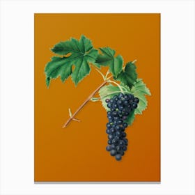 Vintage Black Aleatico Grape Botanical on Sunset Orange Canvas Print