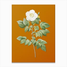 Vintage Leschenault's Rose Botanical on Sunset Orange n.0032 Canvas Print