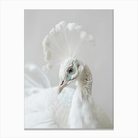 White Peacock 1 Canvas Print