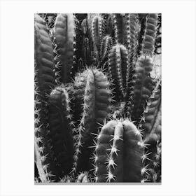 Cactus 1 Canvas Print