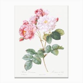 Rosebush From Les Roses, Pierre Joseph Redouté Canvas Print