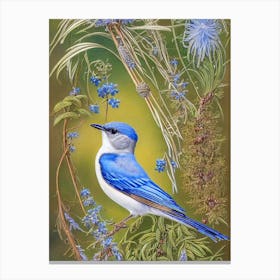 Bluebird Haeckel Style Vintage Illustration Bird Canvas Print