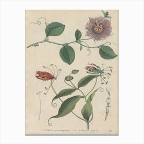 Passion Flower Canvas Print