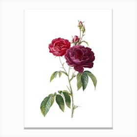 Vintage Purple Roses Botanical Illustration on Pure White n.0293 Canvas Print